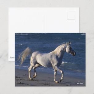 Postal Bob Langrish   Semental Árabe Gris Caminando En La