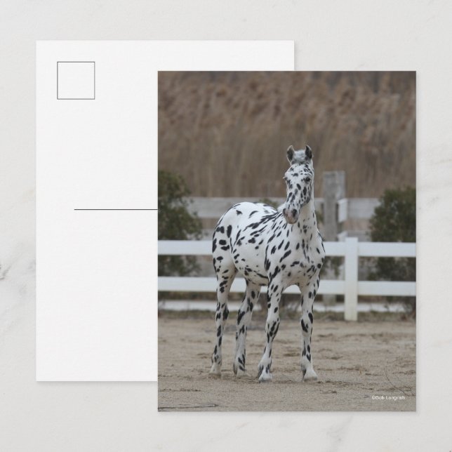 Postal Bob Langrish | Spotty Appaloosa Friesian Standing (Anverso / Reverso)