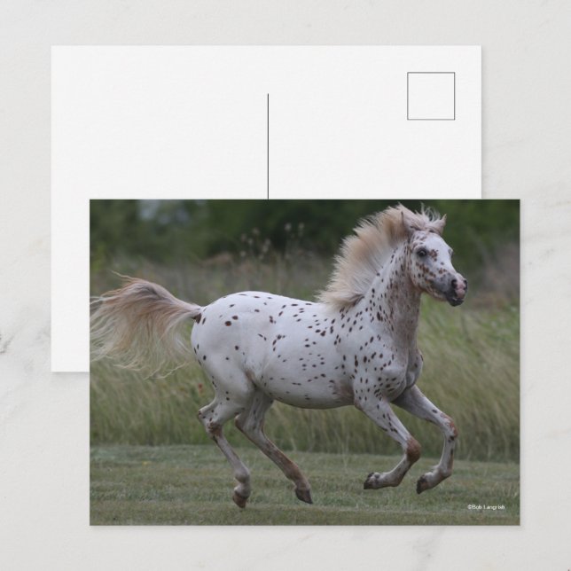 Postal Bob Langrish | Spotty Pony Of America Running (Anverso / Reverso)