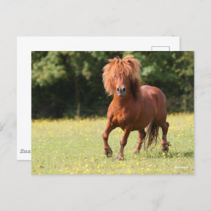 Postal Bob Langrish   Stallion de Chestnut Shetland Pony