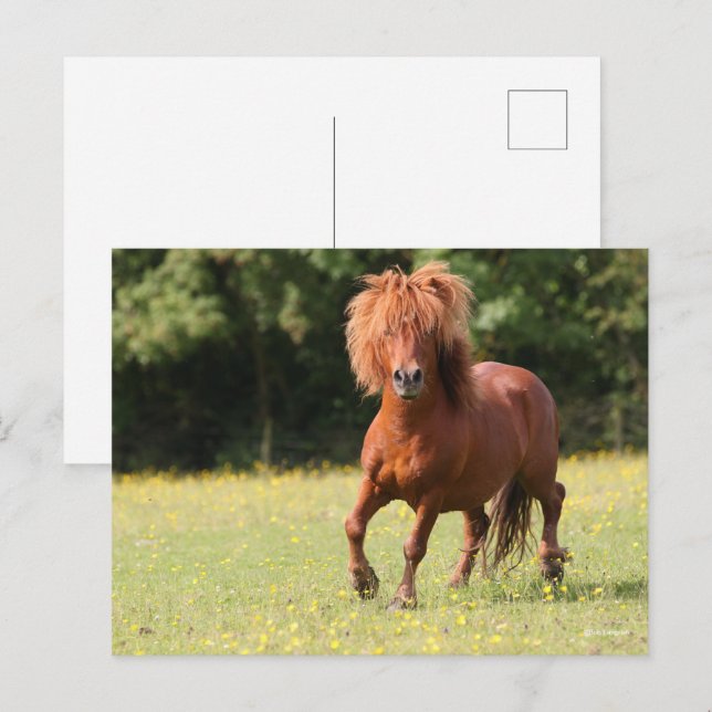 Postal Bob Langrish | Stallion de Chestnut Shetland Pony (Anverso / Reverso)