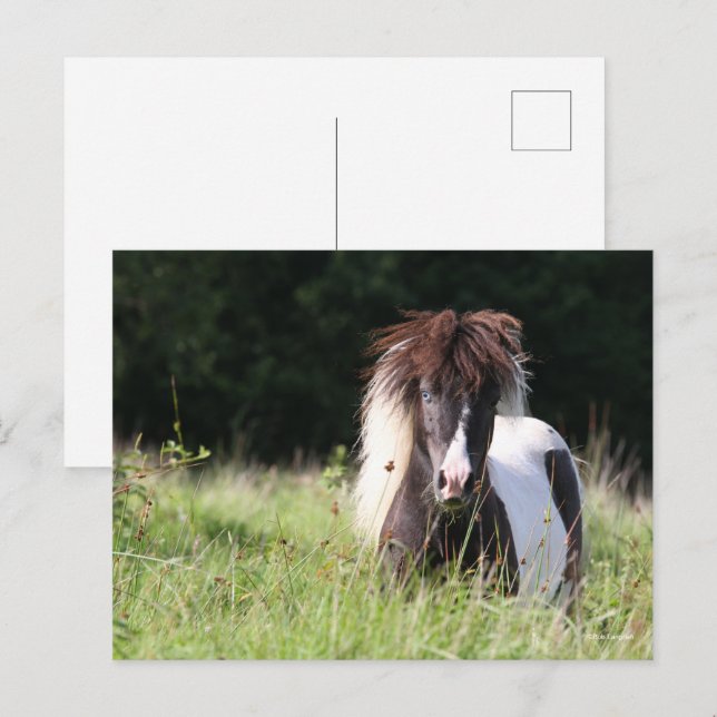 Postal Bob Langrish | Stallion De Shetland En Pie (Anverso / Reverso)