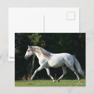 Postal Bob Langrish   Stallion Gray Lusitano
