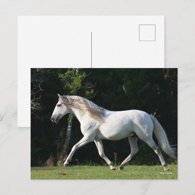 Postal Bob Langrish | Stallion Gray Lusitano (Anverso / Reverso)