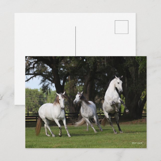 Postal Bob Langrish | Tres andaluces grises saltando (Anverso / Reverso)