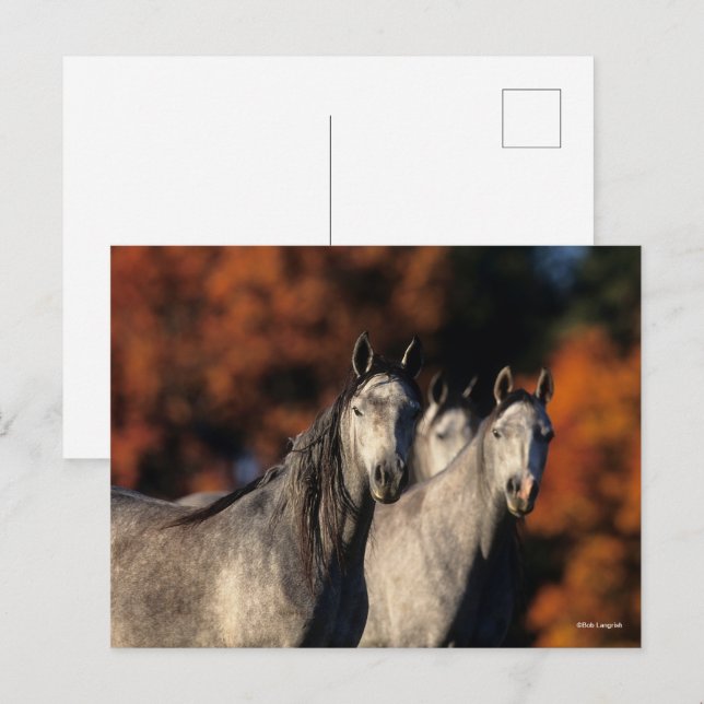 Postal Bob Langrish | Tres árabes grises unidos (Anverso / Reverso)