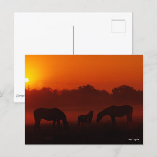 Postal Bob Langrish   Tres caballos de jadeo al atardecer