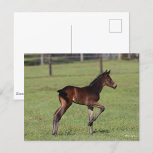 Postal Bob Langrish   Trimestral de caballos en pie de pa