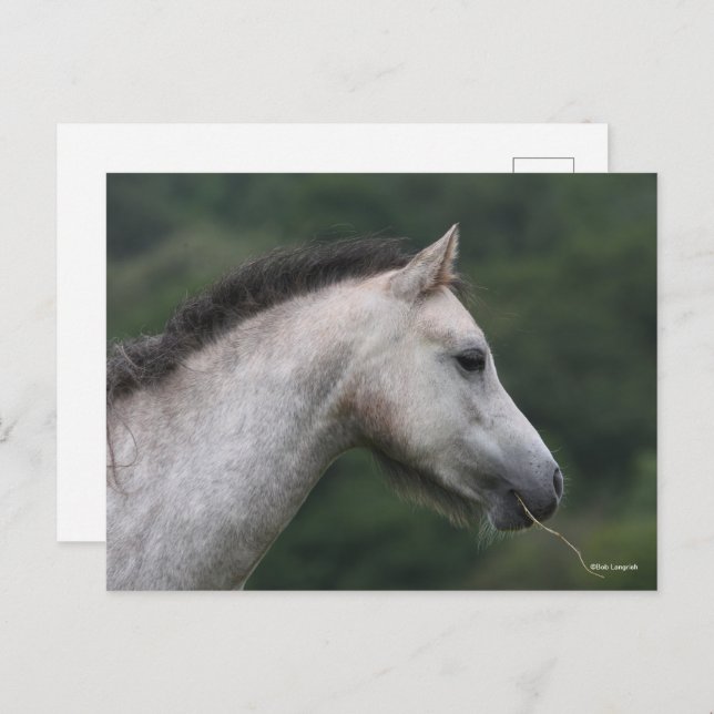 Postal Bob Langrish | Welsh Section A Pony Headshot (Anverso / Reverso)