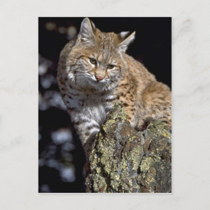 Postal Bobcat