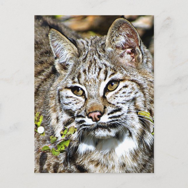 Postal Bobcat (Anverso)
