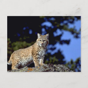 Postal Bobcat