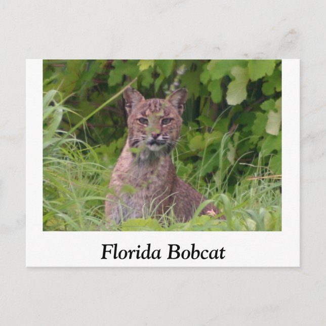 Postal Bobcat de Florida (Anverso)