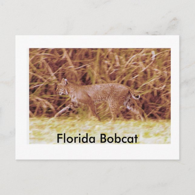 Postal Bobcat de Florida (Anverso)
