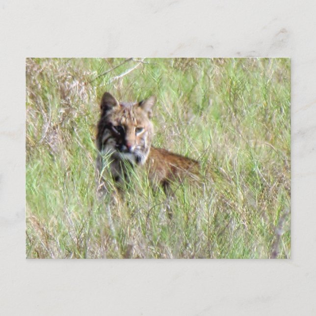 Postal Bobcat de Florida (Anverso)