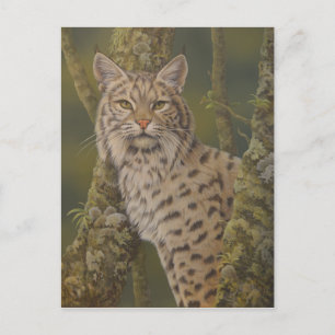 Postal Bobcat "Dusty"