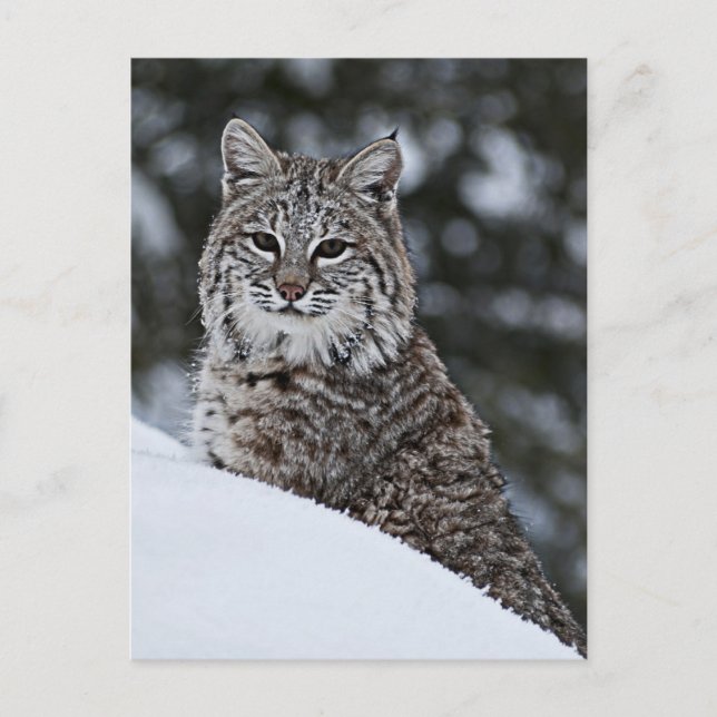 Postal Bobcat en la nieve (Anverso)