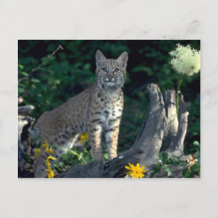 Postal Bobcat en margaritas amarillas y hierba de oso en