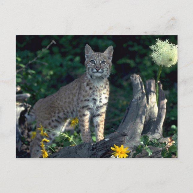 Postal Bobcat en margaritas amarillas y hierba de oso en  (Anverso)