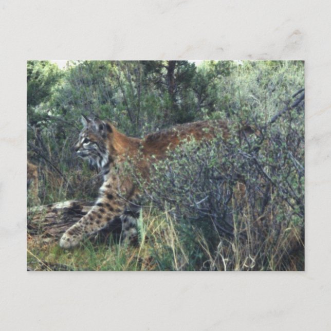 Postal bobcat joven, centro de Oregón (Anverso)