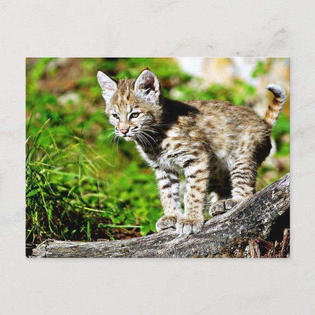 Postal Bobcat Kitten (Anverso)