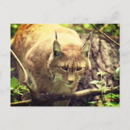 Postal Bobcat Lynx Wild Life Animal