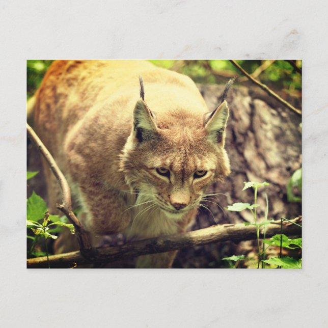 Postal Bobcat Lynx Wild Life Animal (Anverso)