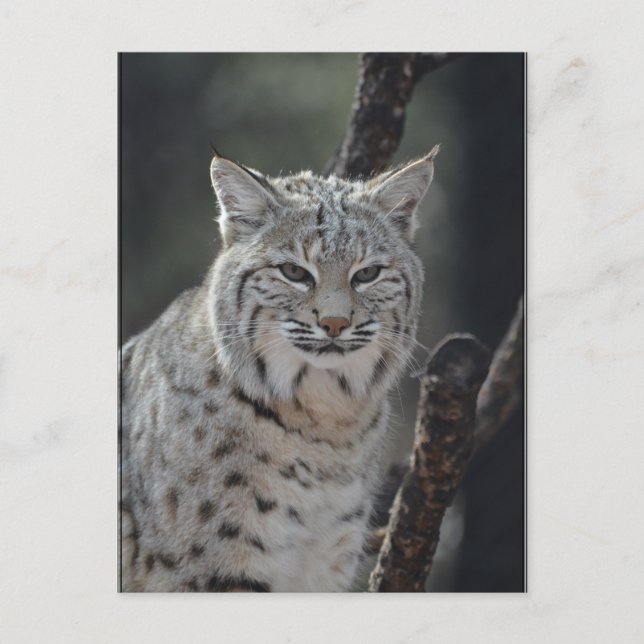 Postal Bobcat rugoso (Anverso)