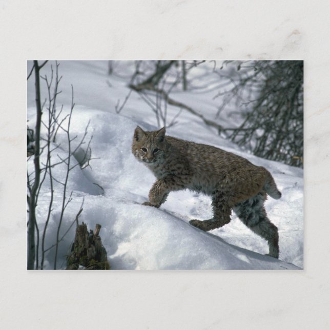 Postal Bobcat sobre la nieve (Anverso)