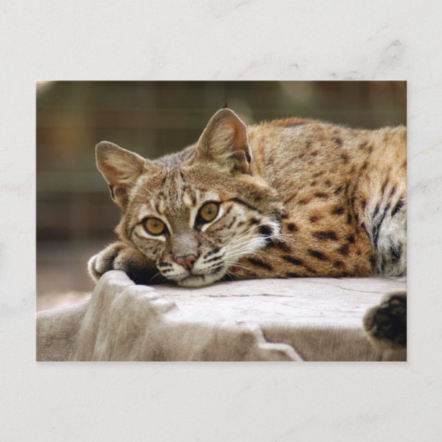 Postal BobcatBCR018 (Anverso)