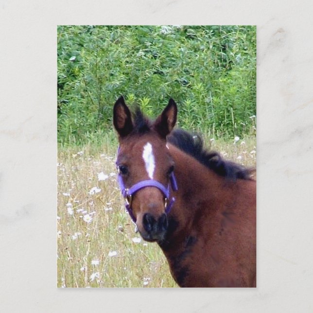 Postal bobo1 (Anverso)