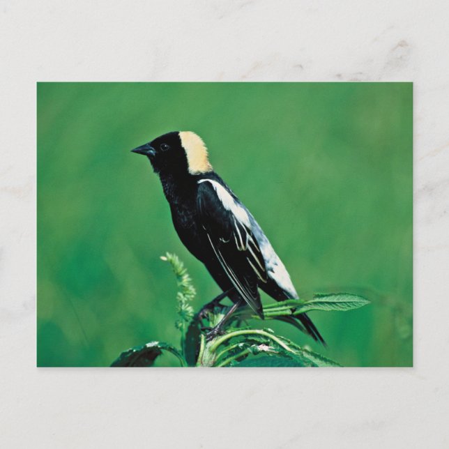 Postal Bobolink (Anverso)