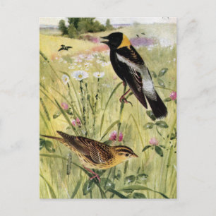 Postal Bobolinks, Daisies y Clover rosada