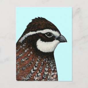Postal Bobwhite Quail Head