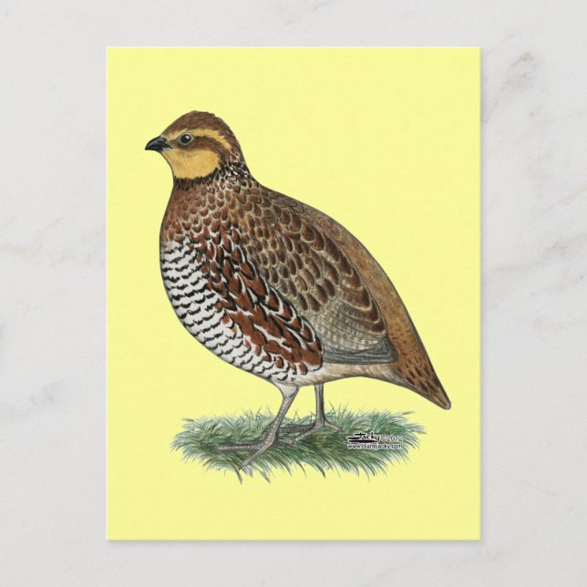 Postal Bobwhite Quail Hen (Anverso)