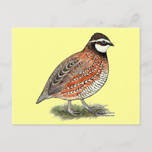 Postal Bobwhite Quail Rooster (Anverso)