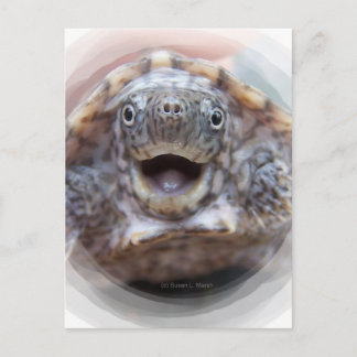 Postal boca de tortuga abierta marco redondo Mad Turtle