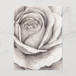 Postal Boceto de rosa