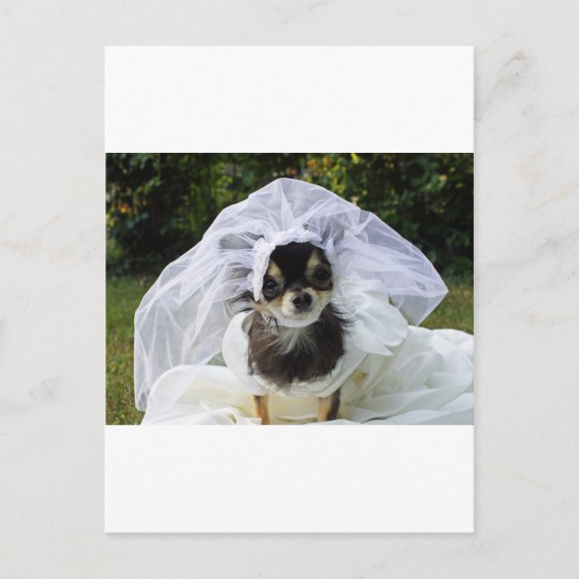 Postal Boda Chihuahua Bride (Anverso)
