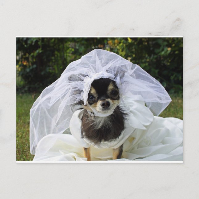 Postal Boda Chihuahua Bride (Anverso)