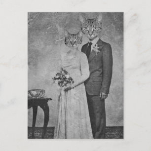 Postal Boda de gato