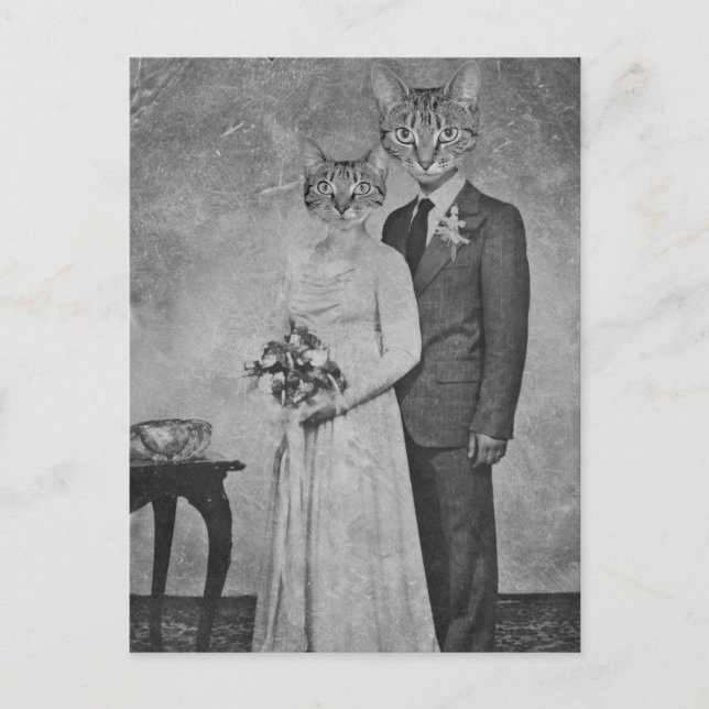 Postal Boda de gato (Anverso)