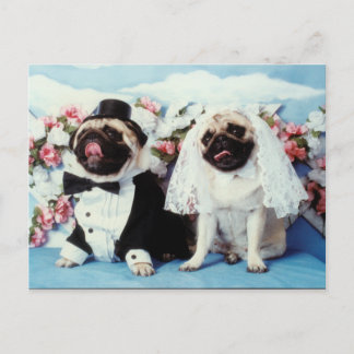 Postal Boda Pug Dogs