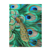 boda romántico de pavo real verde azulado