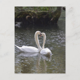 Postal Boda Swan Love Peace Hope Water Lake Park