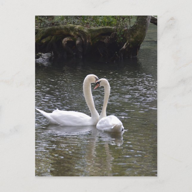 Postal Boda Swan Love Peace Hope Water Lake Park (Anverso)