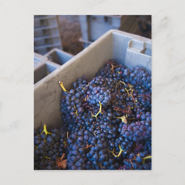 Postal Bodega Marques de Riscal, uvas (Anverso)