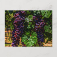 Bodega Uvas de viñedos grapevine soleado toscano