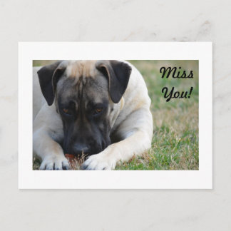 Postal Boerboel