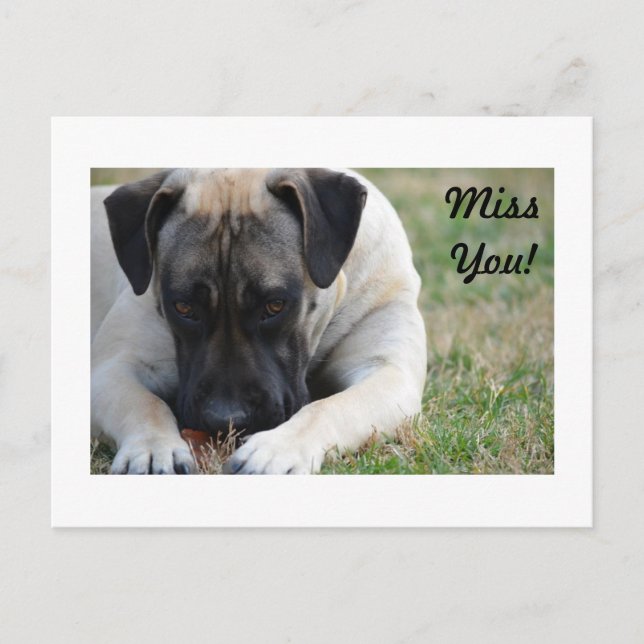 Postal Boerboel (Anverso)